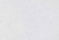 White Carrara Quartz Slab